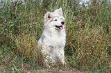CHIEN FINNOIS DE LAPONIE 210